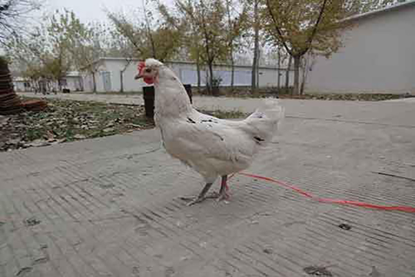 花鳳雞養殖注意溫度、濕度和飼養管理